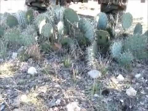 how to replant prickly pear cactus