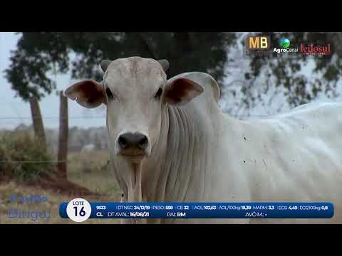 2 DE OLHO NA FAZENDA NELORE BIRIGUI