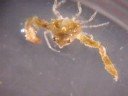 Charlie the Crab, the VDMS Maskot