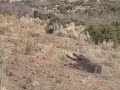 9 year`old drops a trophy buffalo