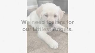 Foster A Future Service Dog