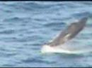 Amazing Whale Jumping