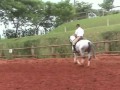 Lusitano for Dressage - Nicolusitanos - Riso