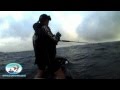 Kingfish action