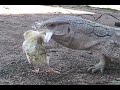 Lizard Gulps A Baby Chick Lizard Gulps A Baby Chick