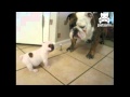 Tiny Bulldog Isn't Scared Of Huge Bulldog - animals, bulldog, cute, dogs, pets, playing, puppy, tiny, funny
