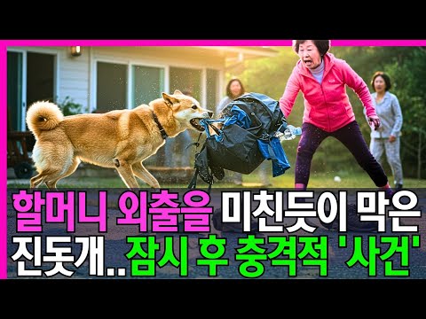할머니의 외출을 미친듯이 막은 진돗개..잠시 후 충격적인 '진실'이 밝혀지는데..