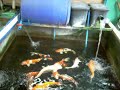 feeding the koi\ feeding the koi\
