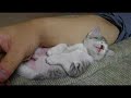 sleepy cat