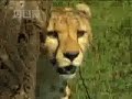 A female cheetah uses a warthog as practise prey for her cubs - BBC wildlife A female cheetah uses a warthog as practise prey for her cubs - BBC wildlife