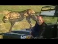 Big Cat Diary  Warthog Hunt