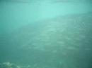 Fish Ball And Sharks