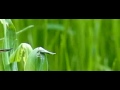 Dragonfly takeoff