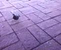 ESCUPITAJO ESCUPITAJO