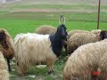 Karayaz?l?lar i�in - Welat� Min