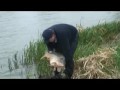 32lb Common Carp from Blackhorse 32lb Common Carp from Blackhorse