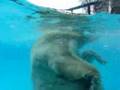 A ursa bailaria e seus vizinhos (quase) sem piscina