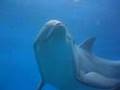 Dofí mular - Bottlenose dolphin - Zoo Barcelona