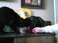 gatitos divertidos