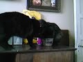 gatitos divertidos