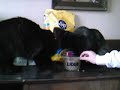 gatitos divertidos