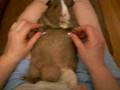 videos de Chip Chip, Guinea pig laying on his back