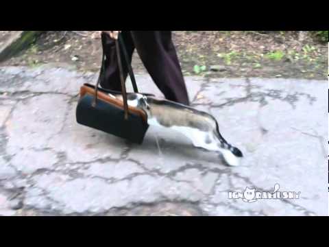WATCH: Cat tries to hide in stranger's purse
