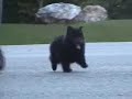 Schipperke Pups