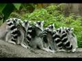 crazy animals
