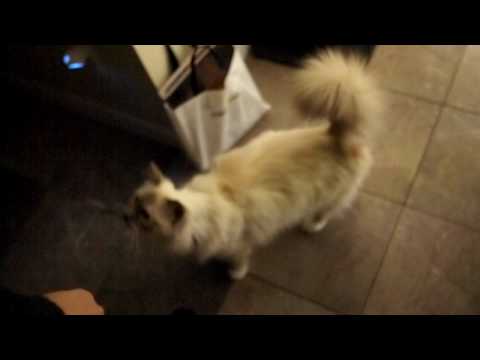 birman