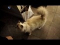 Dior is an unhappy Birman cat