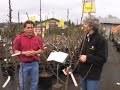 Small Fruit Trees