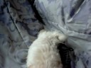 shichon puppies www.shorkie-puppies.net shichon puppies www.shorkie-puppies.net