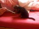 Meli the cat and the pencil