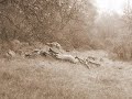 LES MARIONETTES by Zbigniew Preisner - Drifting, the fog - Lorna Pollock, piano