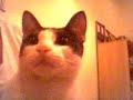Tomás, un gato de guita Tomás, un gato de guita
