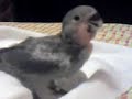 popi pullus