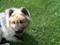 Tracking with Patronus