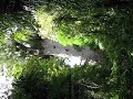 Tane Mahuta