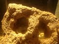 mi acuario reloaded
