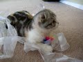sachi - scottish fold kitten plays with ribbon - part 2