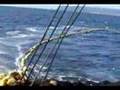 orka - lance. pesca de cerco purse seiner fishing vessel sardina