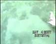 Dry Tortugas Jewfish