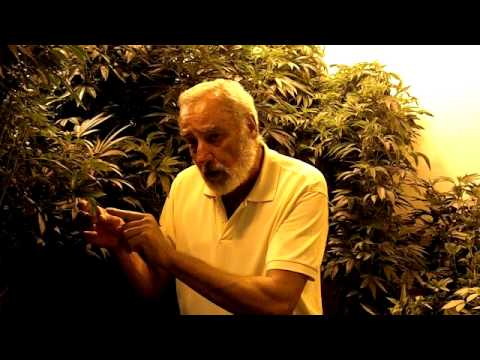 how to take care of mj plant