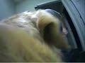dog cam dog cam