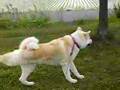 秋田犬「さくら」ピャンピャンピャーン!【草の上編】