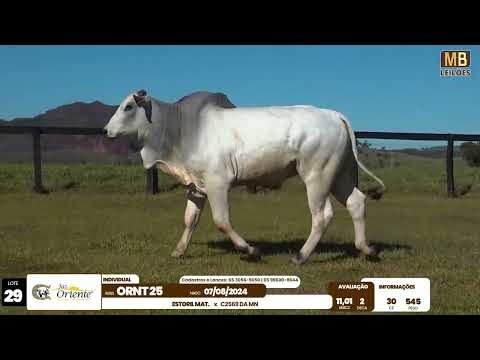 1� LEIL�O PRODU��O FAZENDA ORIENTE