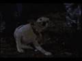 Halloween Hound: The Legend of the Creepy Collars Part 5