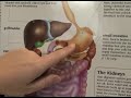 Diabetes Diet Guidelines : Blood Sugar Digestion: Diabetes Diet Tips