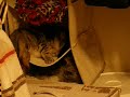 Dueling kittys part IIII